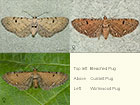  70.180 Bleached Pug, Currant Pug and Wormwood Pug Copyright Martin Evans 