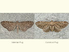  70.181 Valerian Pug and Common Pug Copyright Martin Evans 
