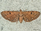  70.182 Currant Pug female Copyright Martin Evans 