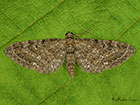  70.183 Common Pug Copyright Martin Evans 