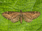  70.183 Common Pug Copyright Martin Evans 
