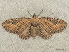  70.183 Common Pug Copyright Martin Evans 