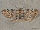  70.183 Common Pug Copyright Martin Evans 