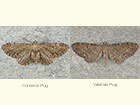  70.183 Common Pug and Valerian Pug Copyright Martin Evans 