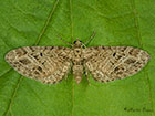  70.184 Mottled Pug Copyright Martin Evans 