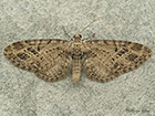  70.184 Mottled Pug Copyright Martin Evans 