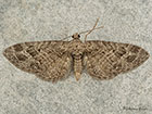  70.184 Mottled Pug Copyright Martin Evans 