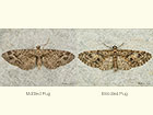  70.184 Mottled Pug and Brindled Pug Copyright Martin Evans 