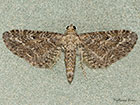  70.186 Yarrow Pug Copyright Martin Evans 