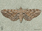  70.186 Yarrow Pug female Copyright Martin Evans 
