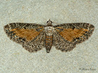  70.187 Tawny-speckled Pug Copyright Martin Evans 