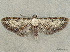  70.188 Bordered Pug Copyright Martin Evans 