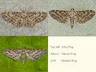  70.190 Grey Pug and Shaded Pug Copyright Martin Evans 