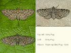  70.190 Grey Pug and Triple-spotted Pug Highland form Pug Copyright Martin Evans 