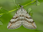  70.193 Lesser Treble-bar Copyright Martin Evans 