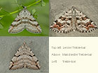 70.193 Lesser Treble-bar, Manchester Treble-bar and Treble-bar Copyright Martin Evans 