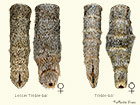 70.193 Lesser Treble-bar and Treble-bar_abdomens Copyright Martin Evans 