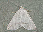  70.197 Grey Carpet Copyright Martin Evans 