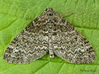  70.198 Seraphim Copyright Martin Evans 