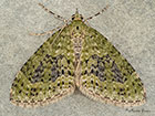  70.200 Yellow-barred Brindle Copyright Martin Evans 