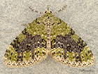  70.200 Yellow-barred Brindle Copyright Martin Evans 