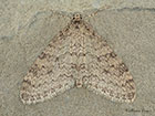  70.202 Early Tooth-striped Copyright Martin Evans 