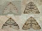  70.202 Early Tooth-striped and Mottled Grey Copyright Martin Evans 