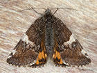  70.203 Orange Underwing female Copyright Martin Evans 