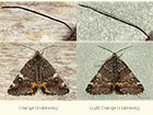  70.203 Orange Underwing and Light Orange Underwing Copyright Martin Evans 