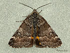  70.204 Light Orange Underwing Copyright Martin Evans 
