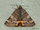  70.204 Light Orange Underwing Copyright Martin Evans 