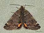  70.204 Light Orange Underwing Copyright Martin Evans 