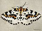  70.205 Magpie Moth Copyright Martin Evans 