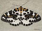  70.205 Magpie Moth Copyright Martin Evans 