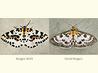  70.205 Magpie Moth and Small Magpie Copyright Martin Evans 