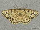  70.209 Ringed Border Copyright Martin Evans 