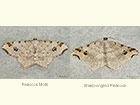  70.211 Peacock Moth and Sharp-angled Peacock Copyright Martin Evans 