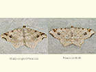  70.212 Sharp-angled Peacock and Peacock Moth Copyright Martin Evans 