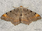  70.214 Tawny-barred Angle Copyright Martin Evans 