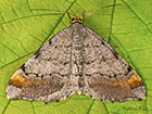  70.214 Tawny-barred Angle Copyright Martin Evans 