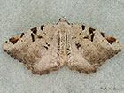  70.215 V-Moth Copyright Martin Evans 