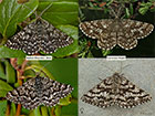  70.216 Netted Mountain Moth and Common Heath Copyright Martin Evans 