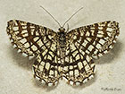  70.218 Latticed Heath Copyright Martin Evans 