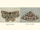  70.218 Latticed Heath and Common Heath  Copyright Martin Evans 