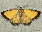  70.220 Frosted Yellow Copyright Martin Evans 