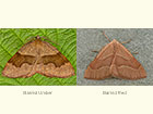  70.223 Barred Umber and Barred Red  Copyright Martin Evans 