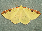  70.226 Brimstone Copyright Martin Evans 