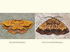  70.227 Bordered Beauty and Dark-bordered Beauty Copyright Martin Evans 