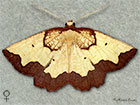  70.228 Dark Bordered Beauty female Copyright Martin Evans 