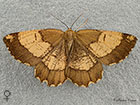  70.230 Orange Moth female form Copyright Martin Evans 